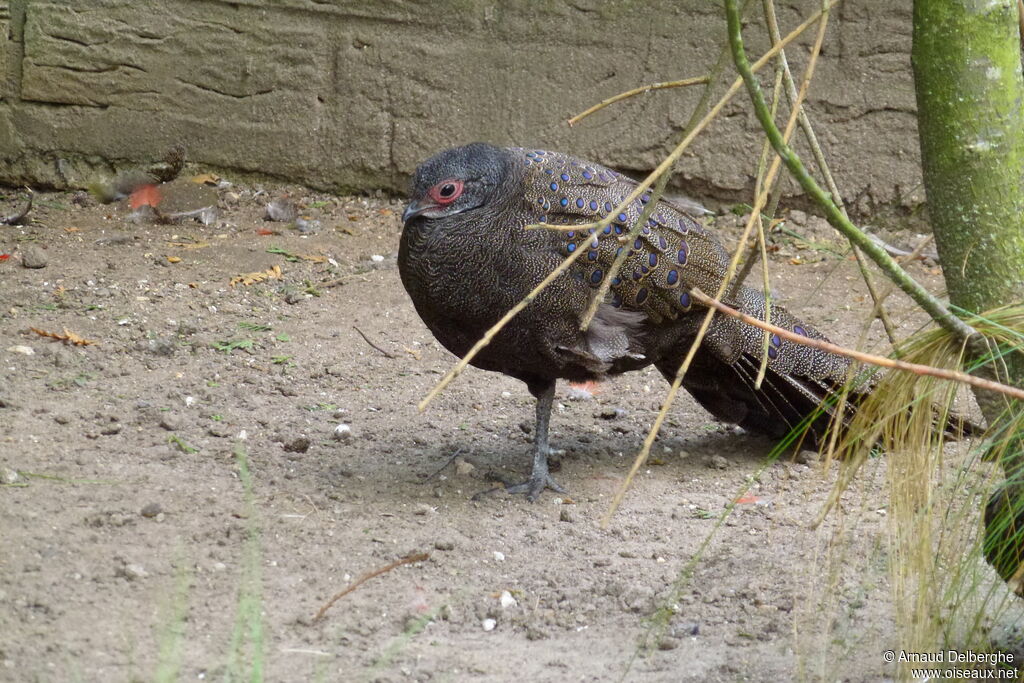 Germain's Peacock-Pheasant