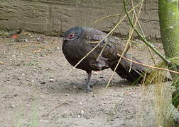 Germain's Peacock-Pheasant