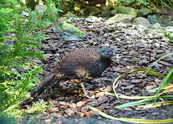 Mountain Peacock-Pheasant