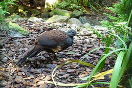 Mountain Peacock-Pheasant