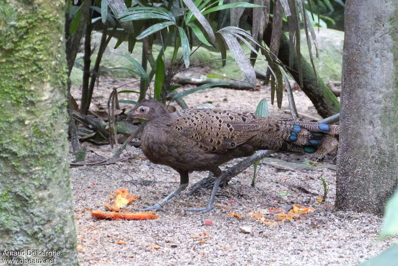 Malayan Peacock-Pheasant