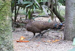 Malayan Peacock-Pheasant