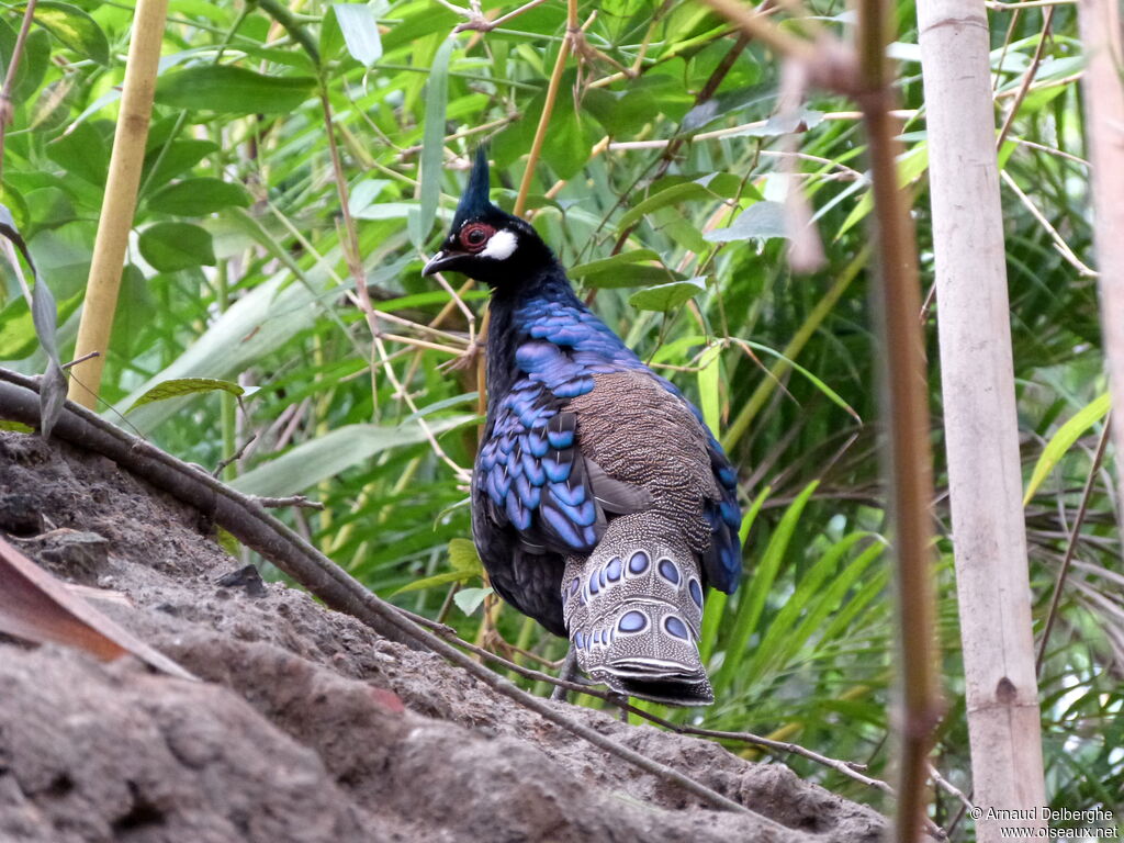 Palawan Peacock-Pheasant