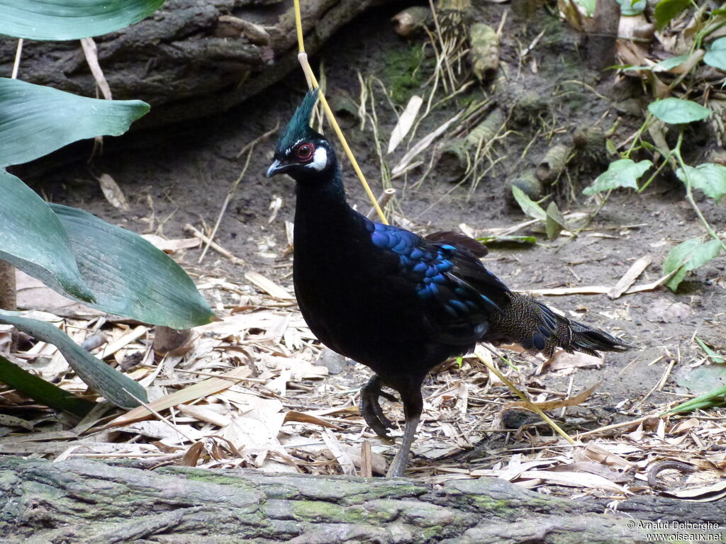 Palawan Peacock-Pheasant