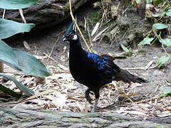 Palawan Peacock-Pheasant