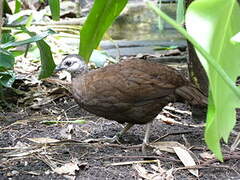 Palawan Peacock-Pheasant