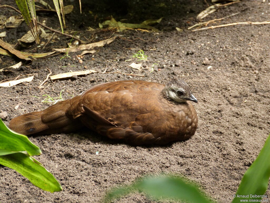 Palawan Peacock-Pheasant