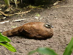 Palawan Peacock-Pheasant