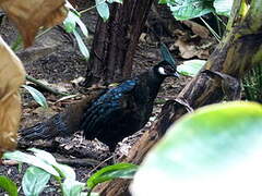 Palawan Peacock-Pheasant