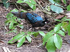 Palawan Peacock-Pheasant