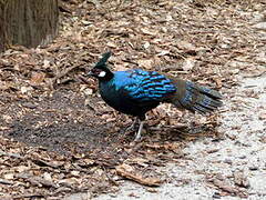 Palawan Peacock-Pheasant