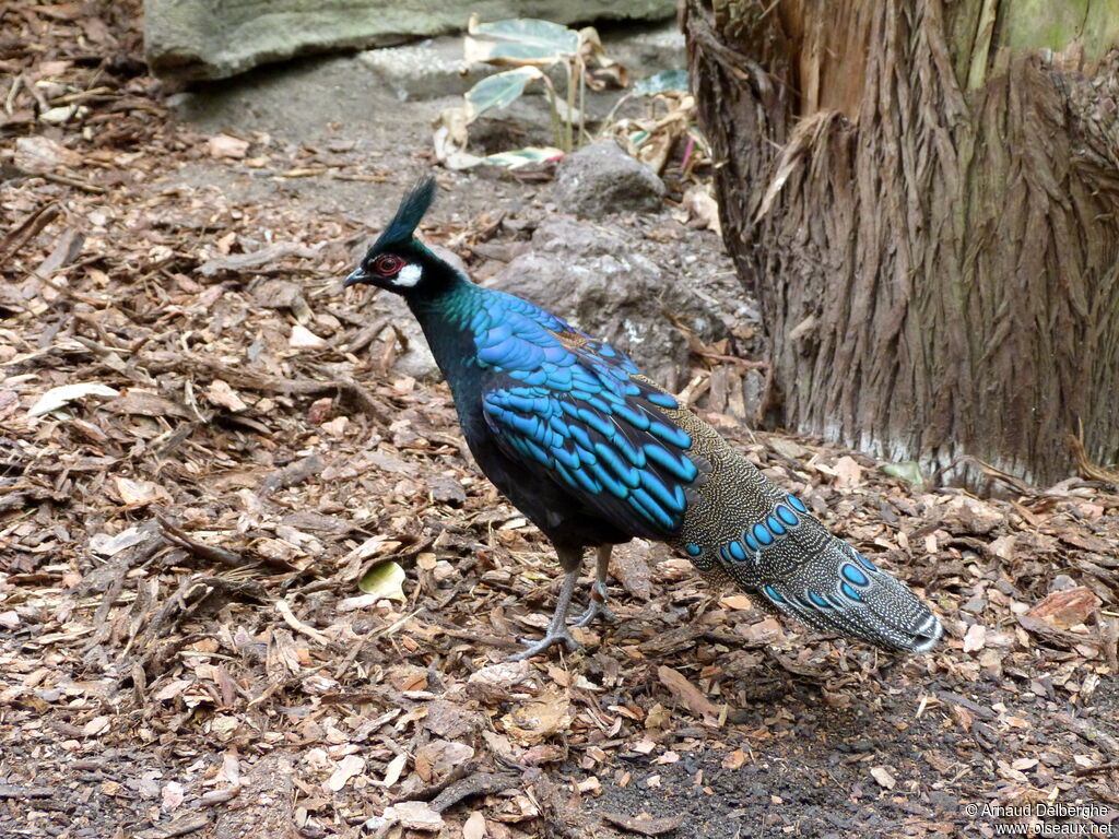 Palawan Peacock-Pheasant