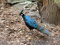Palawan Peacock-Pheasant