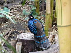 Palawan Peacock-Pheasant