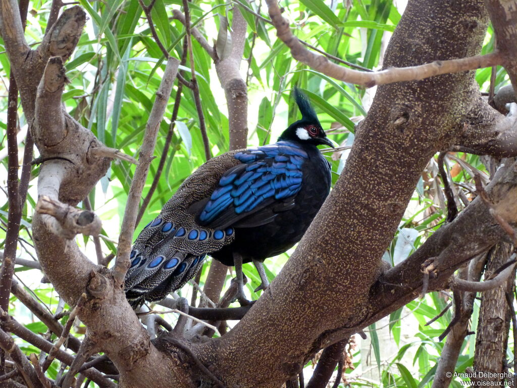 Palawan Peacock-Pheasant