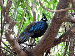 Palawan Peacock-Pheasant