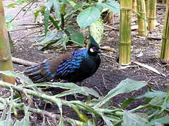 Palawan Peacock-Pheasant