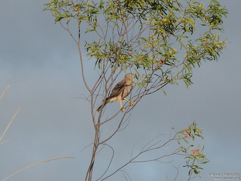 Collared Sparrowhawk