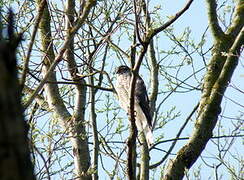 Eurasian Sparrowhawk