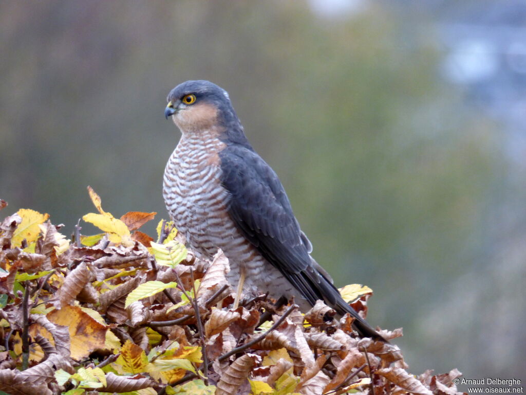 Eurasian Sparrowhawk