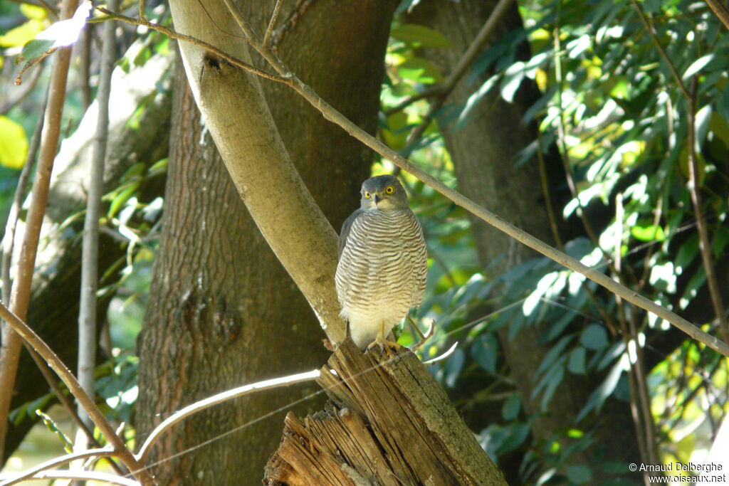 Frances's Sparrowhawk