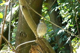 Frances's Sparrowhawk