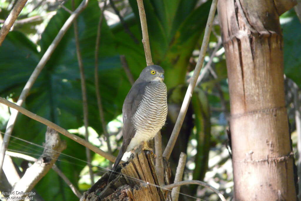 Frances's Sparrowhawk male adult