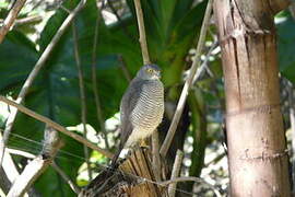 Frances's Sparrowhawk