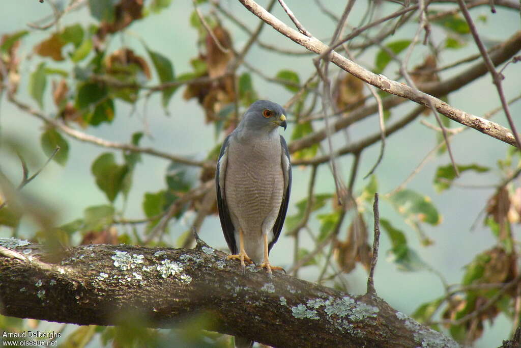 Épervier shikraadulte, habitat, pigmentation