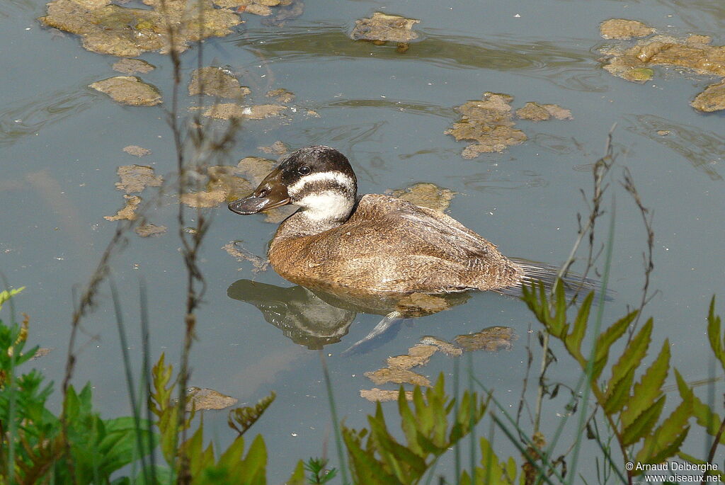 White-headed Duck female