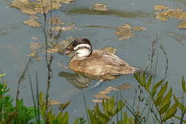 White-headed Duck