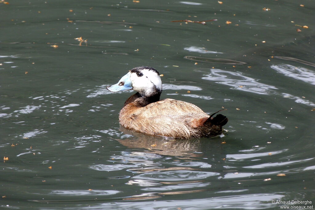 White-headed Duck male