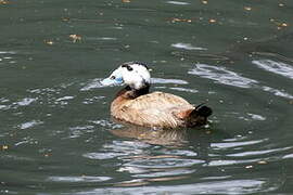 White-headed Duck