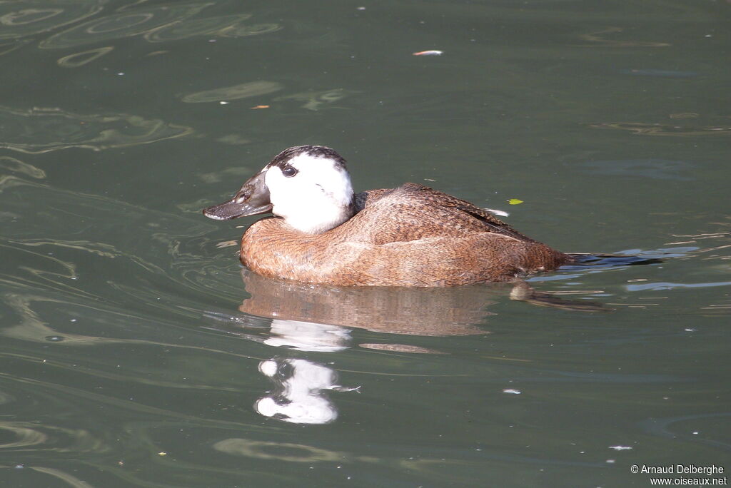 White-headed Duck male