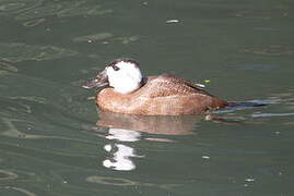 White-headed Duck