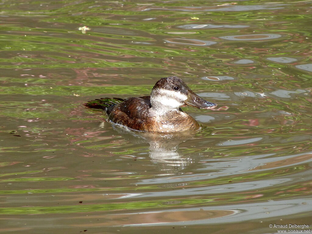 White-headed Duck female