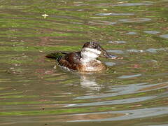 White-headed Duck