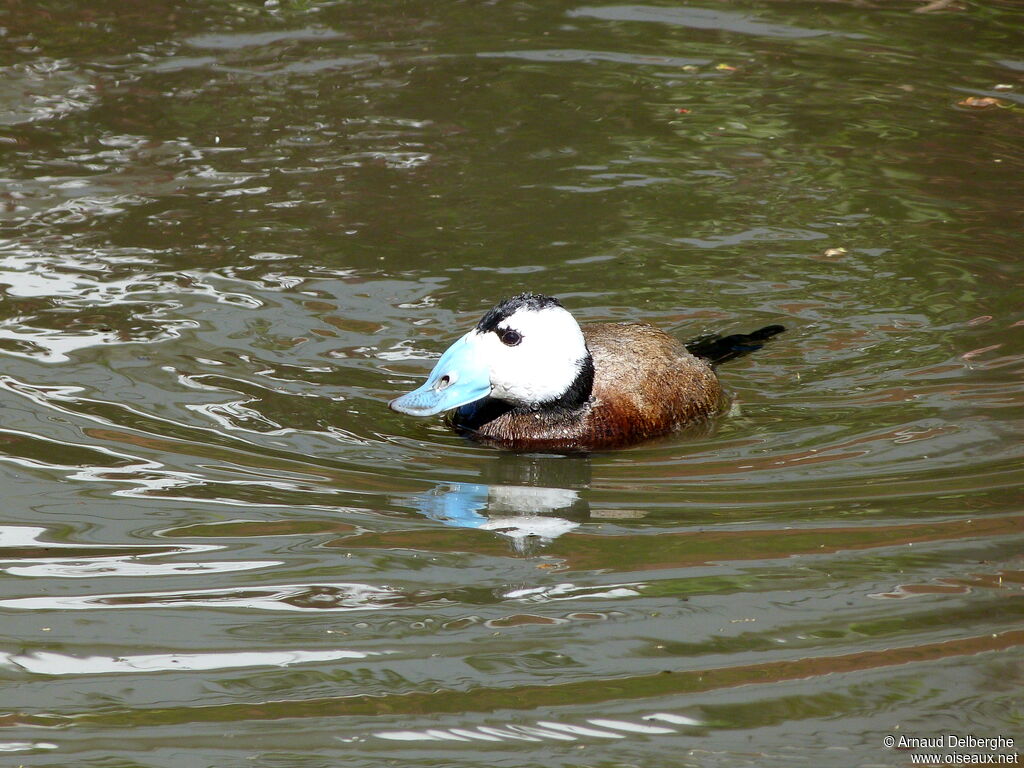 White-headed Duck male adult