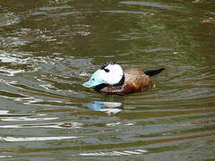 White-headed Duck