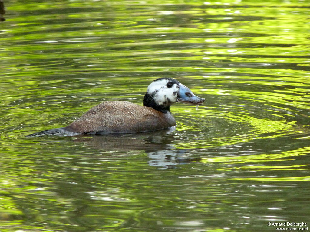 White-headed Duck male