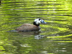 White-headed Duck