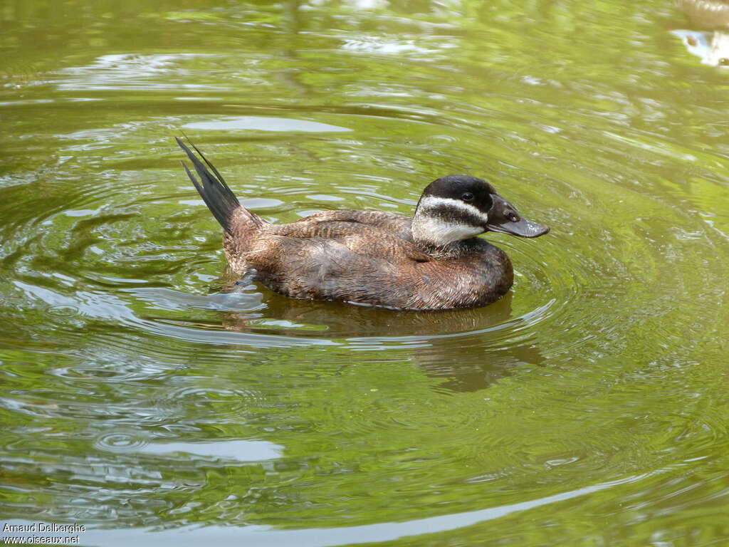 Érismature à tête blanche femelle adulte, identification