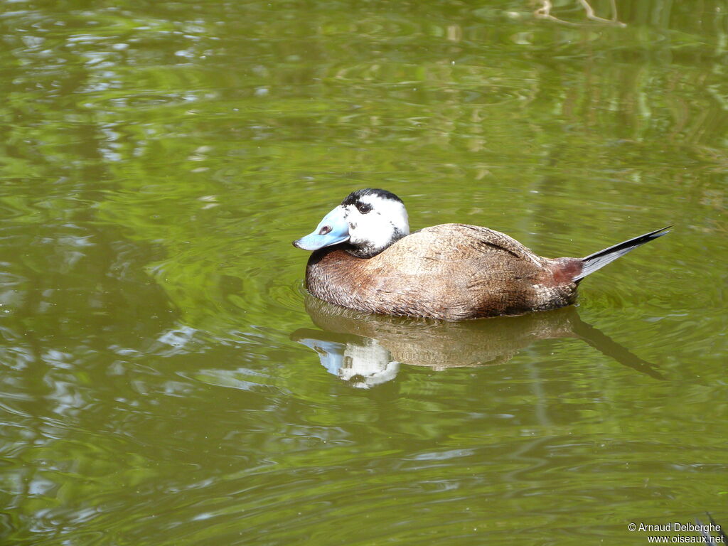 White-headed Duck male