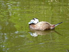 White-headed Duck