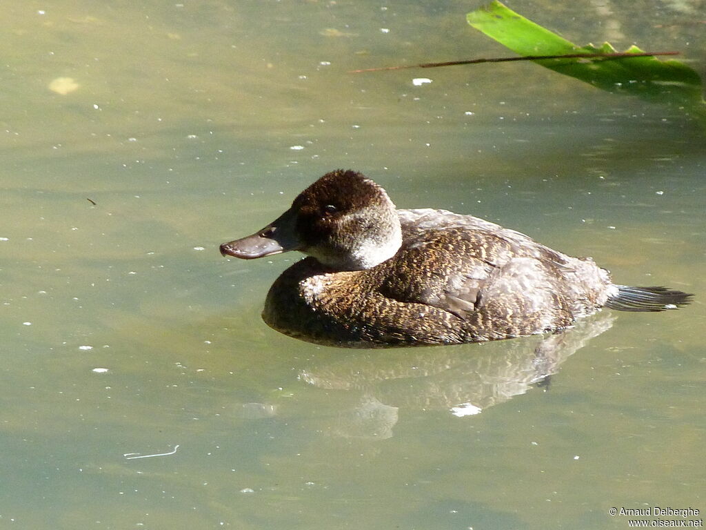 Blue-billed Duck