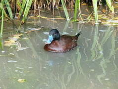 Maccoa Duck