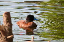 Lake Duck