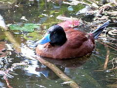 Lake Duck