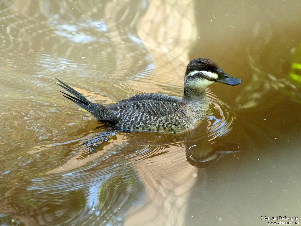 Lake Duck female