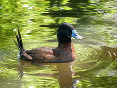 Lake Duck